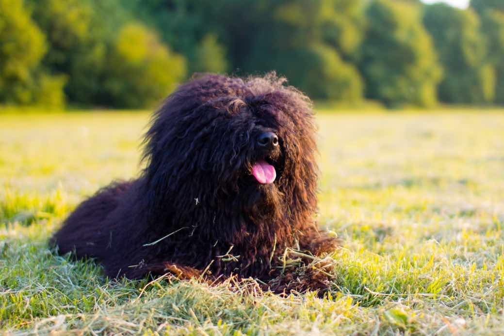 Hungarian Puli Dog Breeds Facts, Advice & Pictures