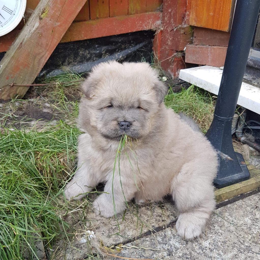 Amazing pedigree Chow Chow puppies Chow Chow for Sale Near Me in