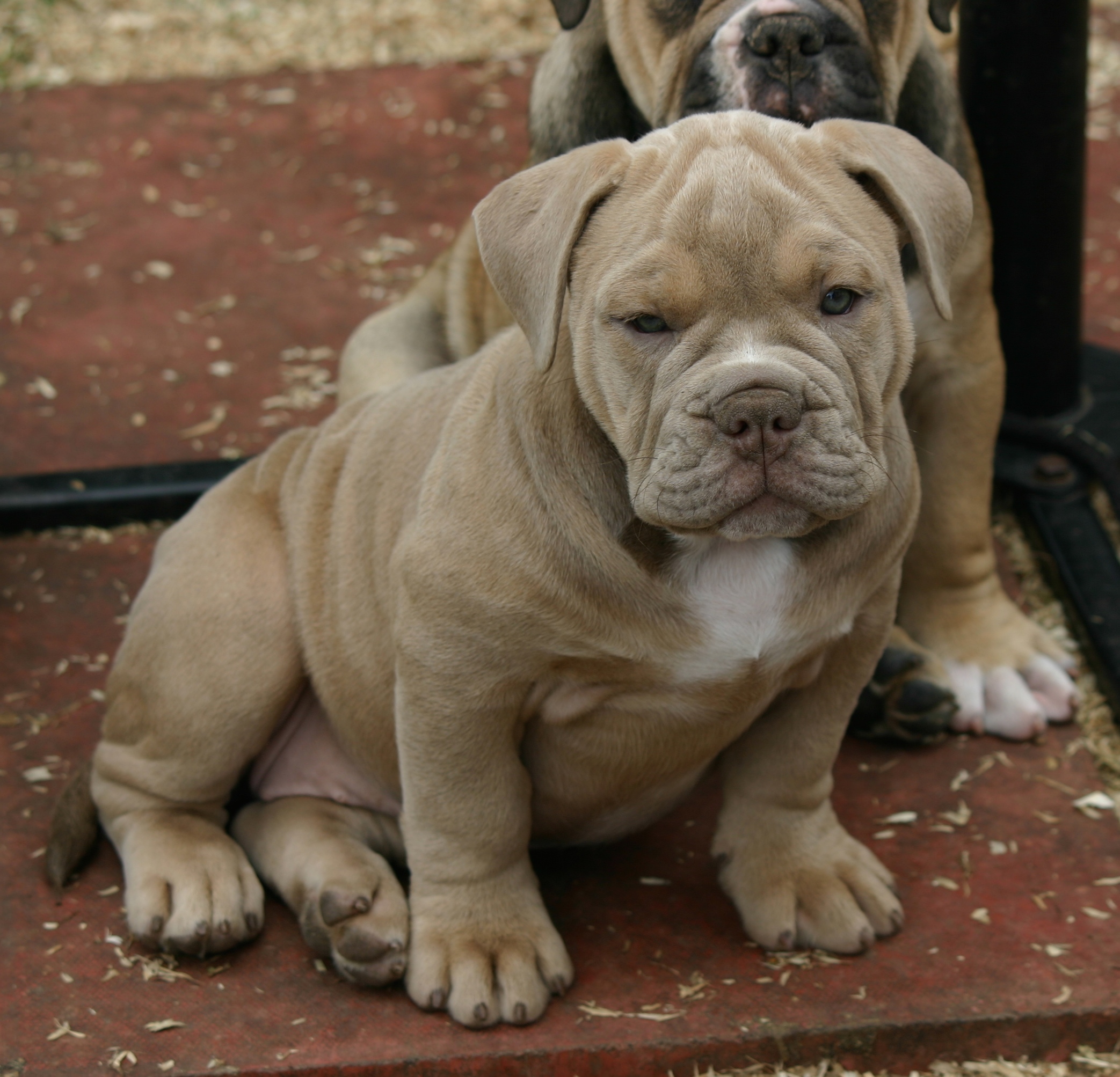 4 OLDE TYME BULL DOG PUPPIES Old Tyme Bulldog for Sale