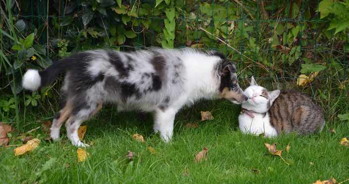Dog Playing with Cat