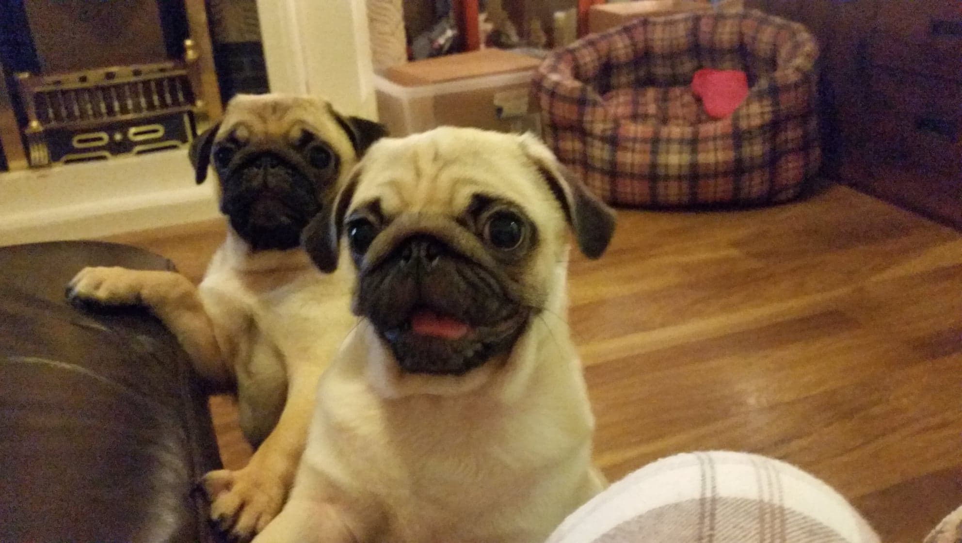 Pug Puppies| Pug for Sale Near Me in Manchester| Mypetzilla UK