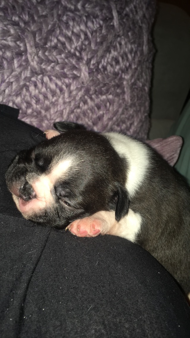 2 female Boston terriers for sale Boston Terrier for Sale Near Me in Guisborough Mypetzilla UK