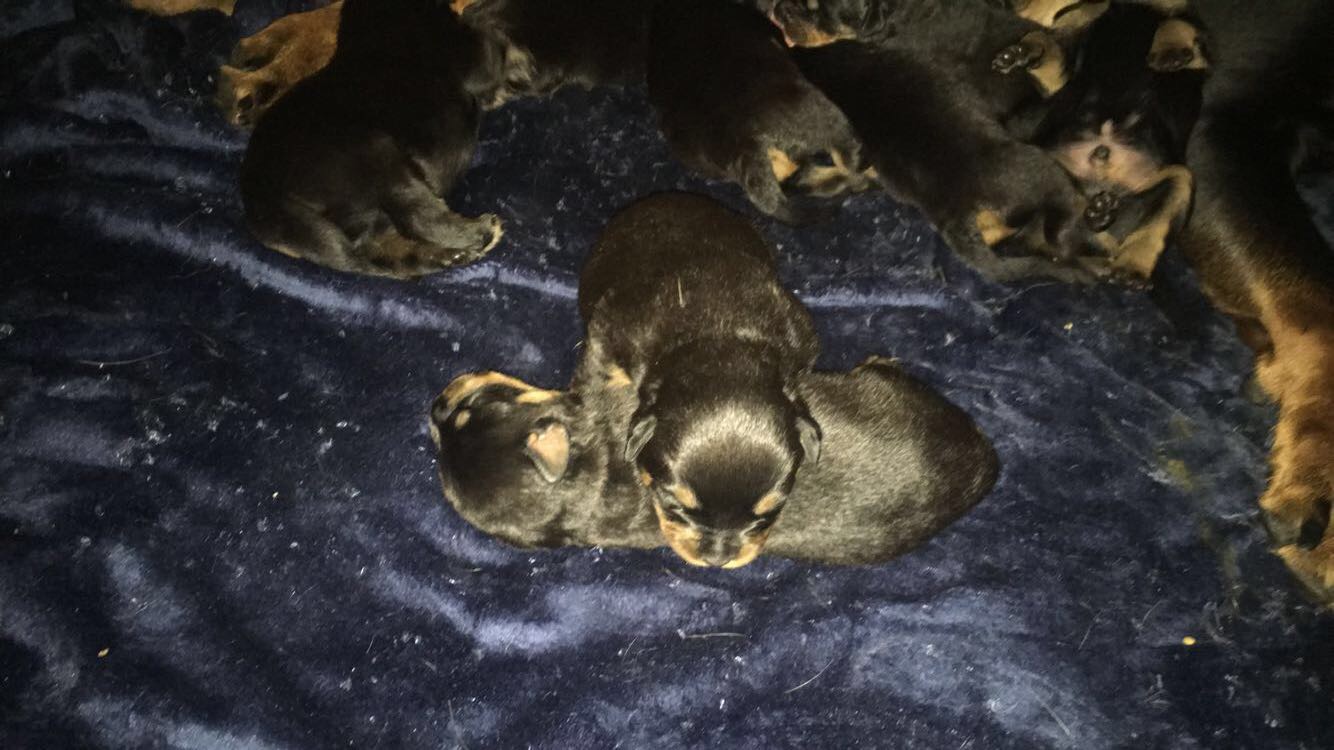 Rottweiler puppies for sale Rottweiler for Sale Near Me in London Mypetzilla UK
