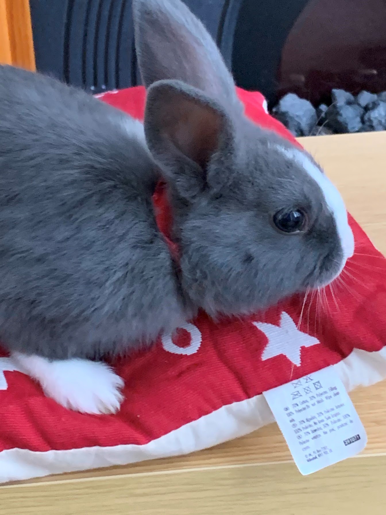 2 Beautiful and Lovely Male Twin Rabbits 16 Weeks Netherland Dwarf