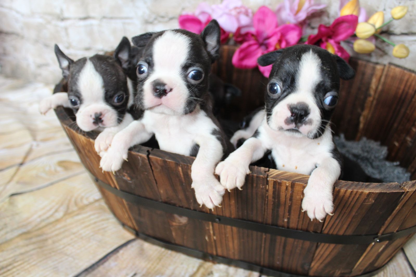 7 show quality puppies from health tested parents Boston