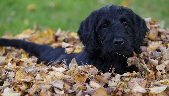 Puppy Outside