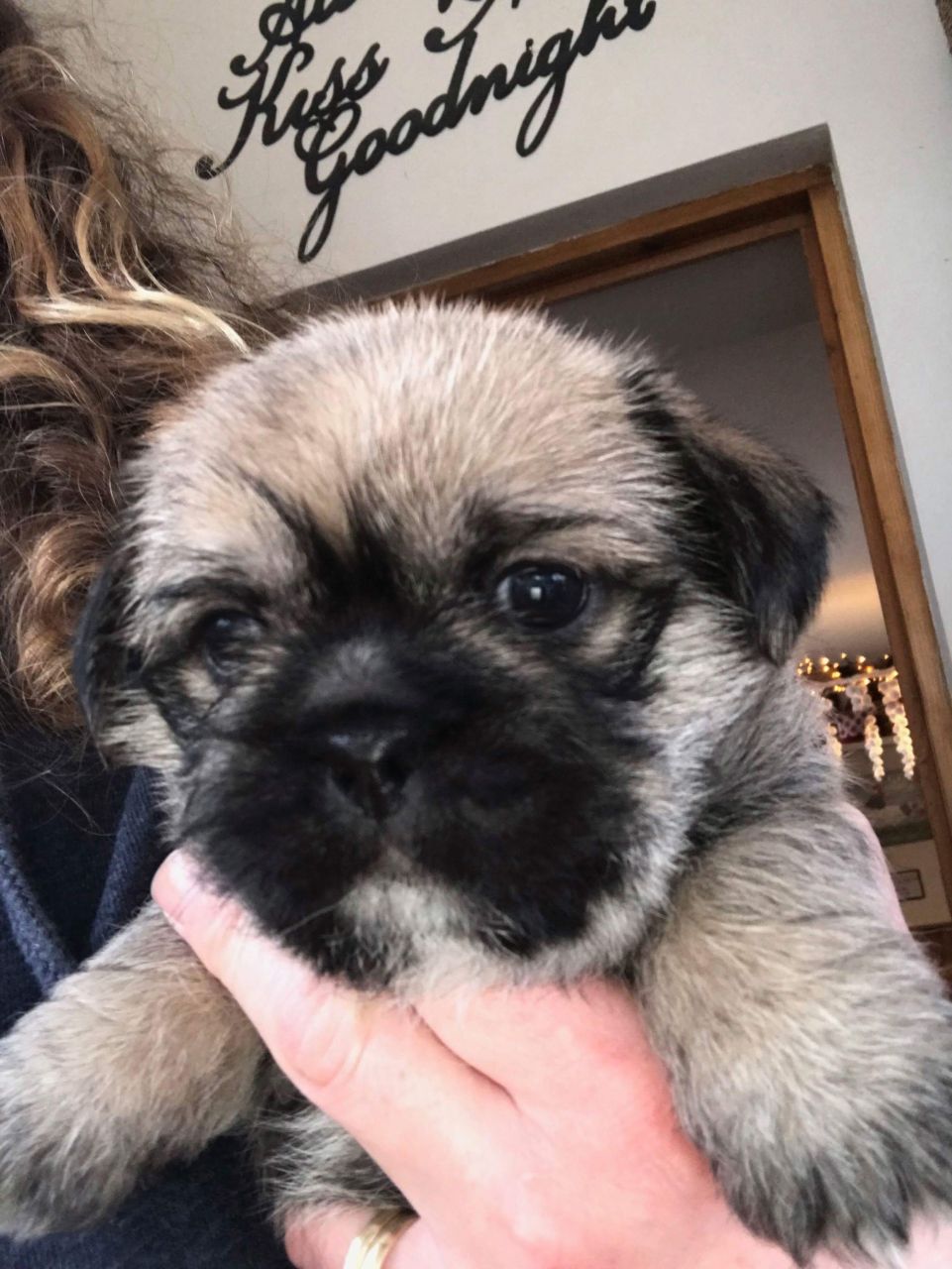 Pugshi Puppies (pug X Shihtzu) Mixed Breed for Sale Devon Mypetzilla