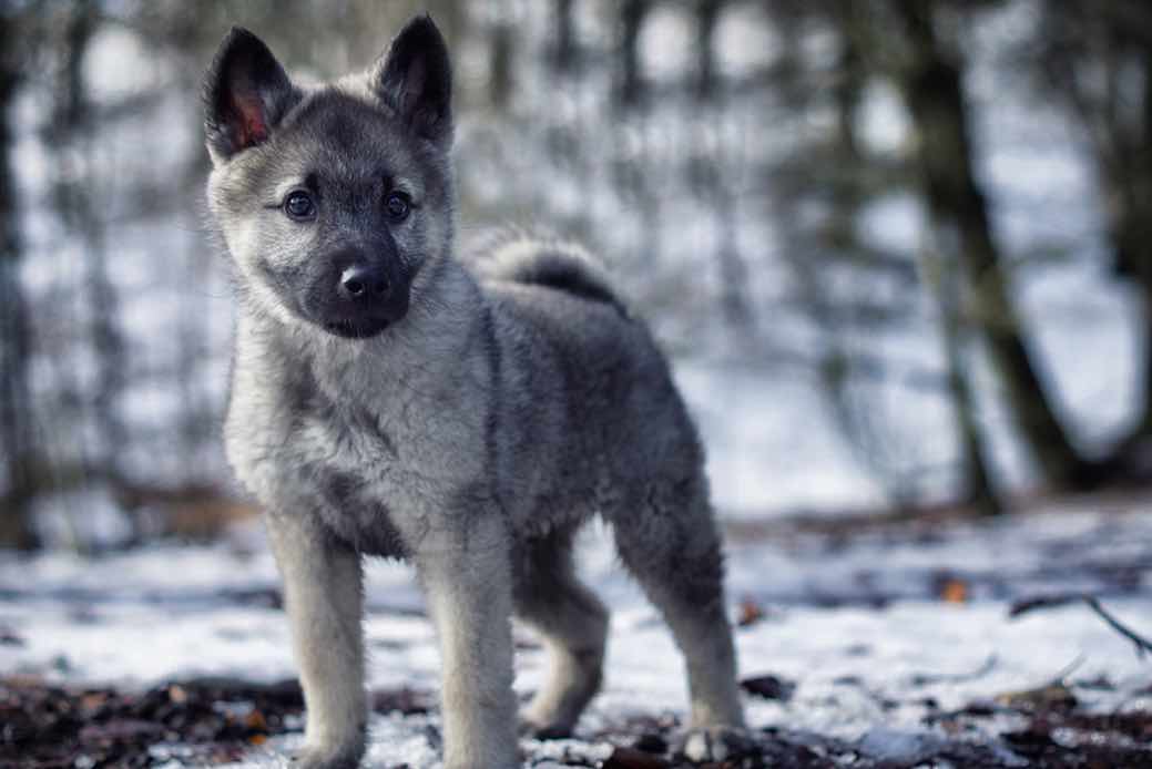 Norwegian Elkhound Dog Breeds Facts, Advice & Pictures