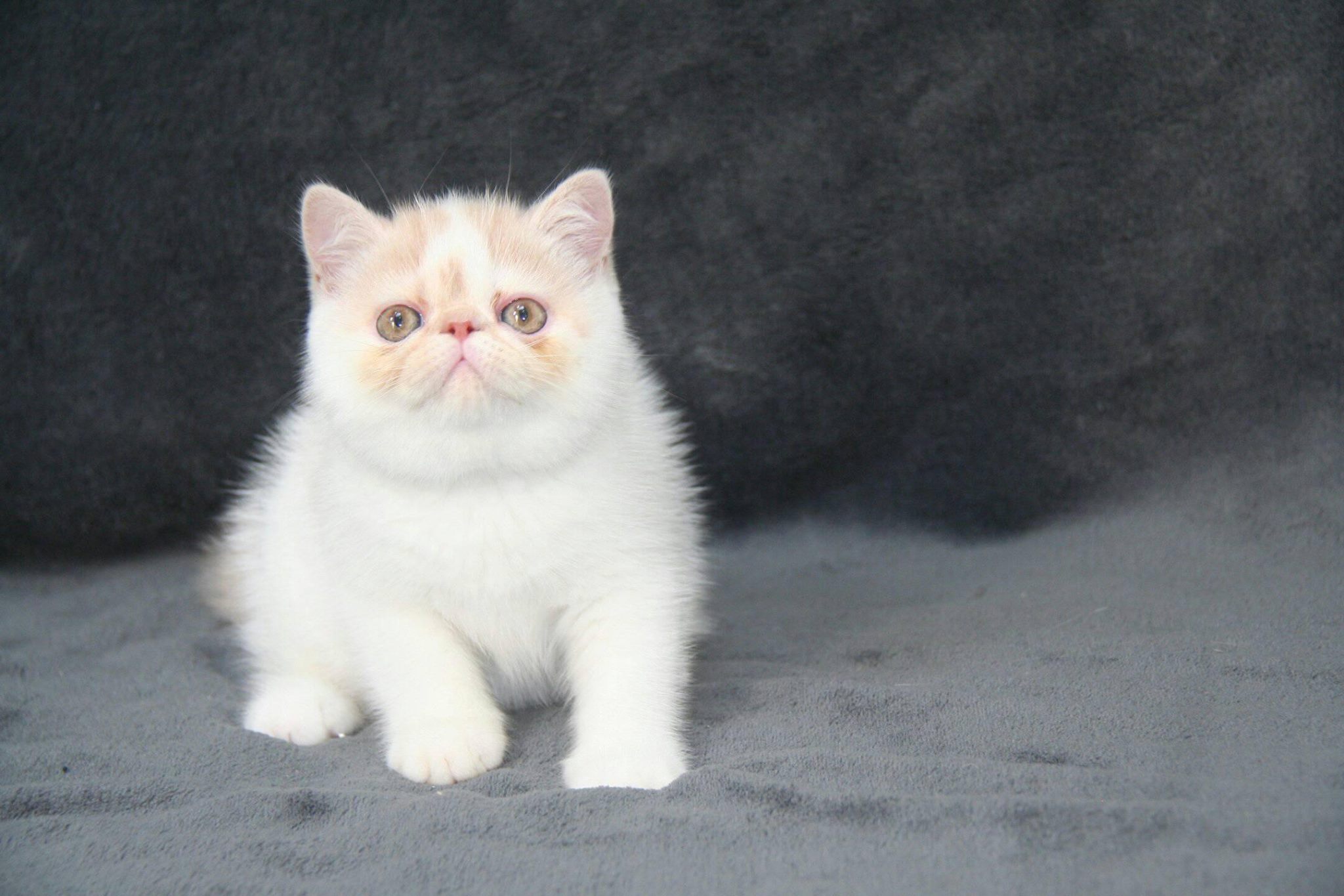 Exotic Shorthair male kitten, for company & show Exotic for Sale Near Me in Bristol Mypetzilla UK