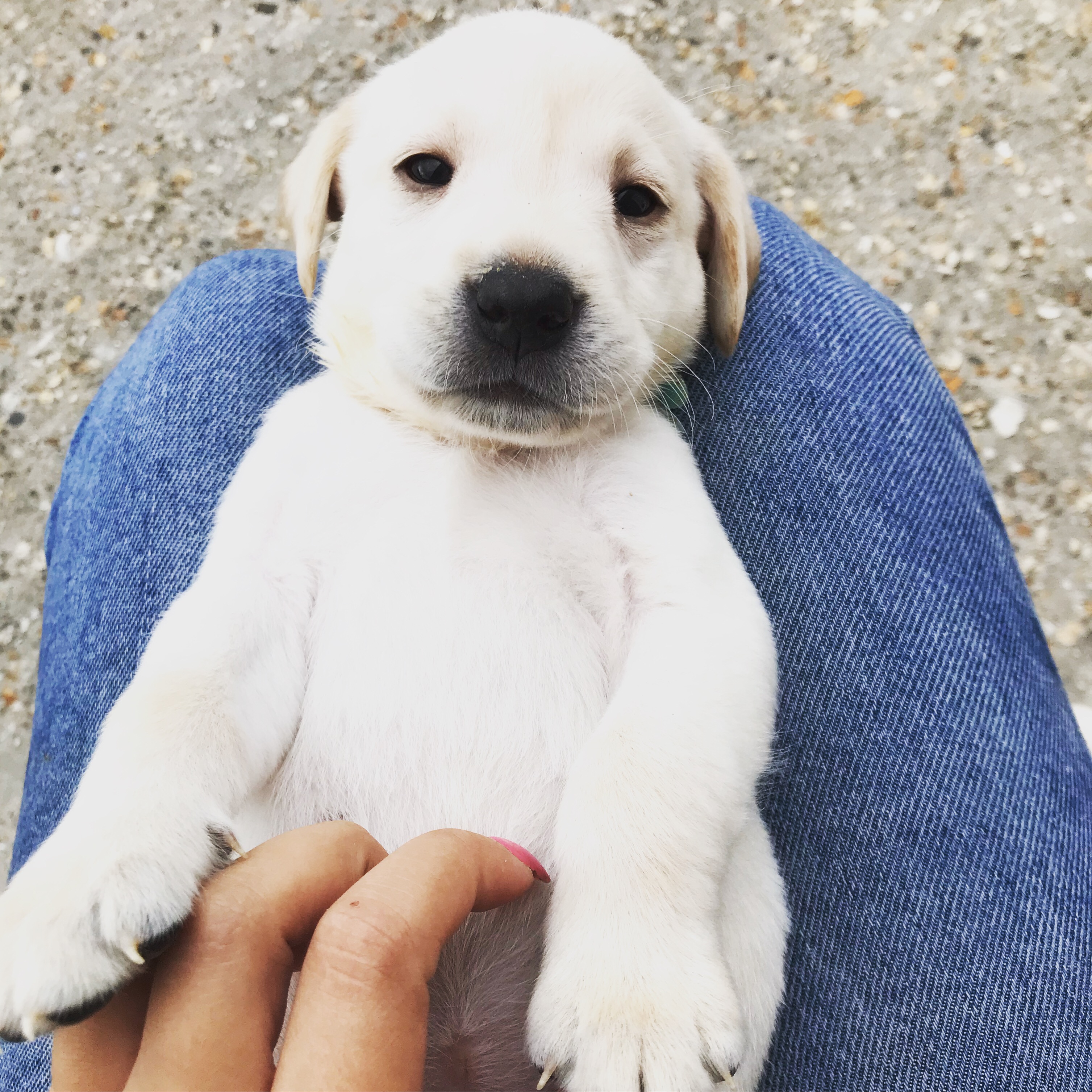 KC Registered Labradors Labrador Retriever for Sale Near Me in
