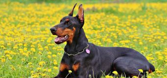 Septic Arthritis In Dogs