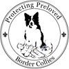 Protecting Preloved Border Collies