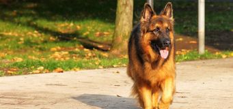 Intelligent Dog Breeds
