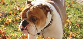 Dog Breathing Problems