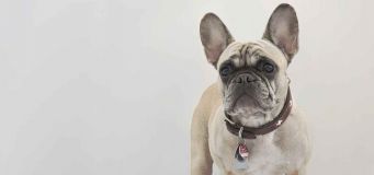 Why Does My Dog Follow Me Everywhere?