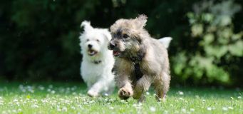 Puppy Outside