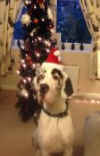 Great Dane Care