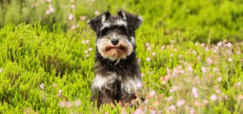 Dog During Spring