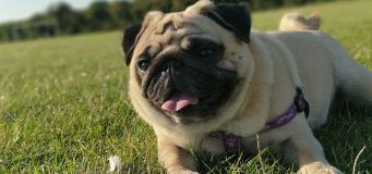Pet Obesity In Dogs