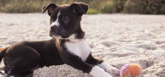 Hypertrophic Osteodystrophy