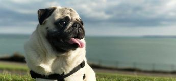Pug Training and tips