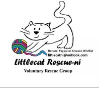 Little Cat Rescue NI