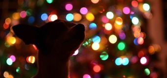 Looking after your dog this Christmas