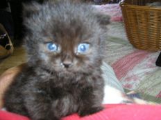 William Moses Kitten Rescue