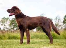 German Longhaired Pointer