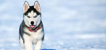 Healthiest Dog Breeds