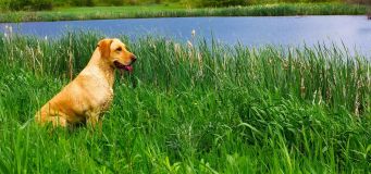 Weather Seasons Affect Dogs