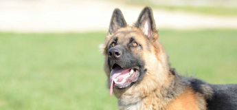 German Shepherd Training