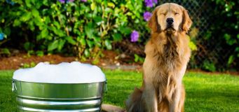 Natural Dog Grooming