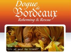 Dogue De Bordeaux Rehoming & Rescue