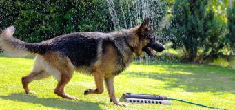 Spring Cleaning Dog