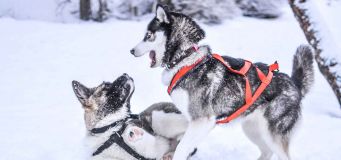Strongest Dog Breeds