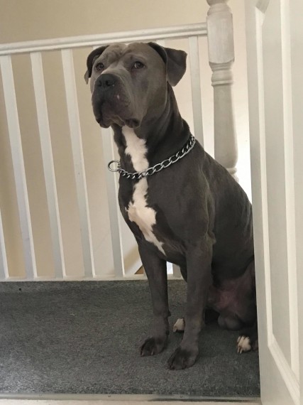 Cane Corso X Xl Bully Blue Male For Sale Cane Corso For