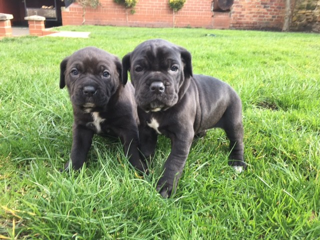 Dogs Cane Corso Dogs Puppies For Sale Gumtree