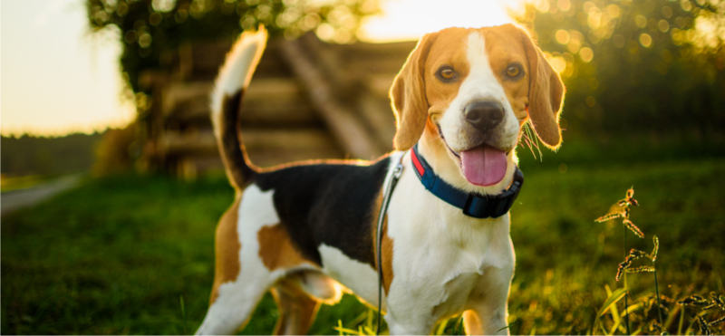beagle dog breed