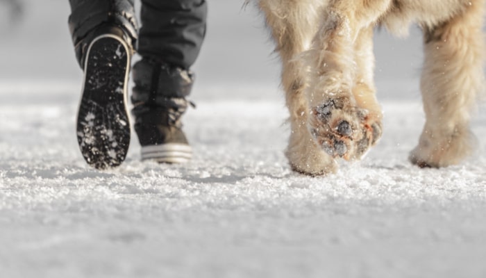 Snow and Ice Paw Protection