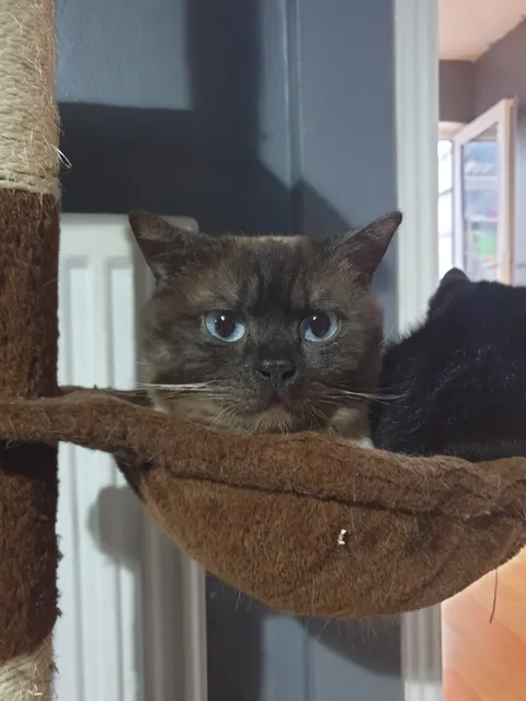 Photo 2 of 3: Beautiful seal point British shorthair male stud