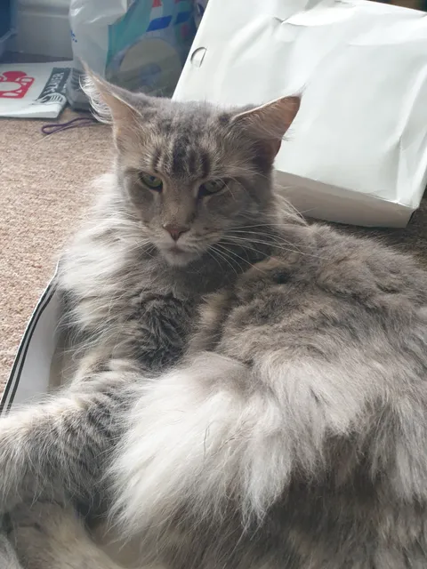 Photo 2 of 3: Gorgeous gccf registered female Maine coon