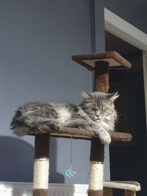 Photo 3 of 3: Gorgeous gccf registered female Maine coon