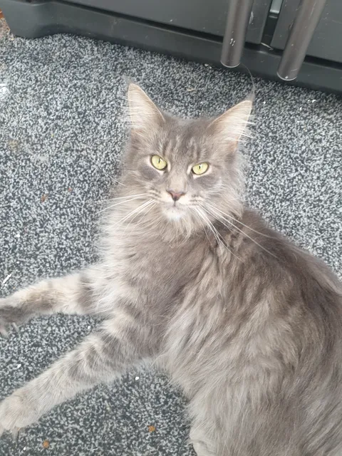 Photo 2 of 3: Adorable gccf registered female Maine coon