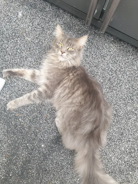 Photo 3 of 3: Adorable gccf registered female Maine coon