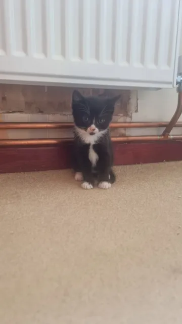 Photo 2 of 2: Rare Ghost Tabby and Tortoiseshell X Maine X Tuxedo Kittens