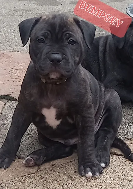 Photo 2 of 2: Staffordshire bull terrier puppies available 3 boys and 1 girl
