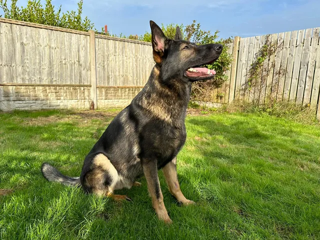 Photo 2 of 3: Meet Sonny, the Exceptional 18 Months Old German Shepherd for Sale!