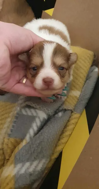 Photo 2 of 8: Pomchi puppies 3 males and 1 female available
