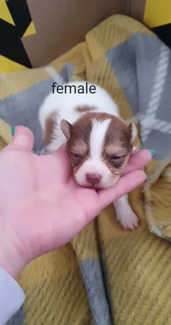 Photo 3 of 8: Pomchi puppies 3 males and 1 female available